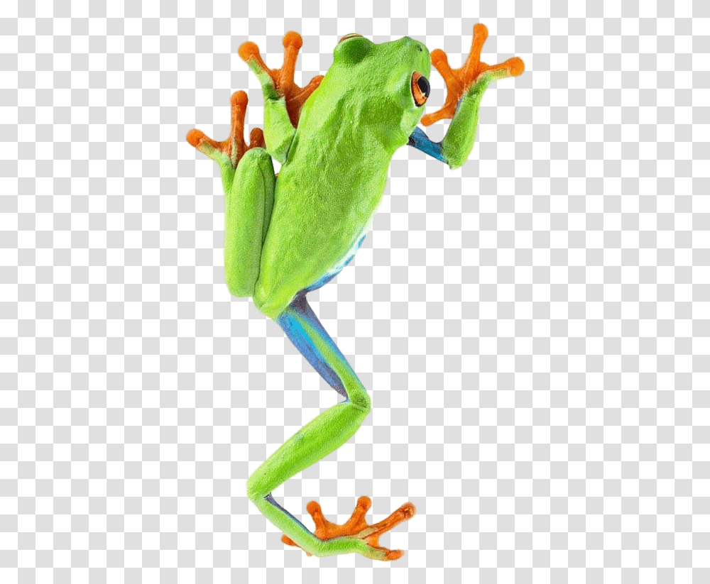 Frog Climbing Frog, Amphibian, Wildlife, Animal, Tree Frog Transparent Png