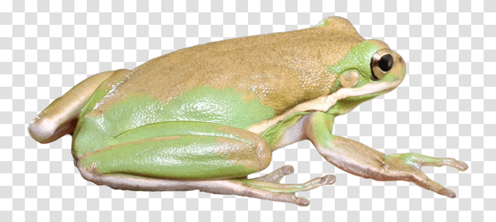 Frog Clip Art Eastern Spadefoot, Lizard, Reptile, Animal, Amphibian Transparent Png