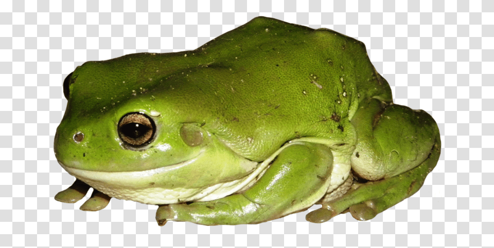 Frog Clip Art Green Tree Frog, Amphibian, Wildlife, Animal, Fish Transparent Png