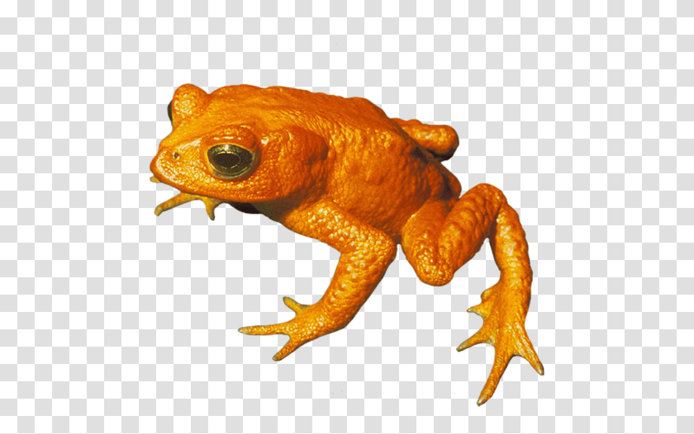 Frog Clip Art, Toad, Amphibian, Wildlife, Animal Transparent Png