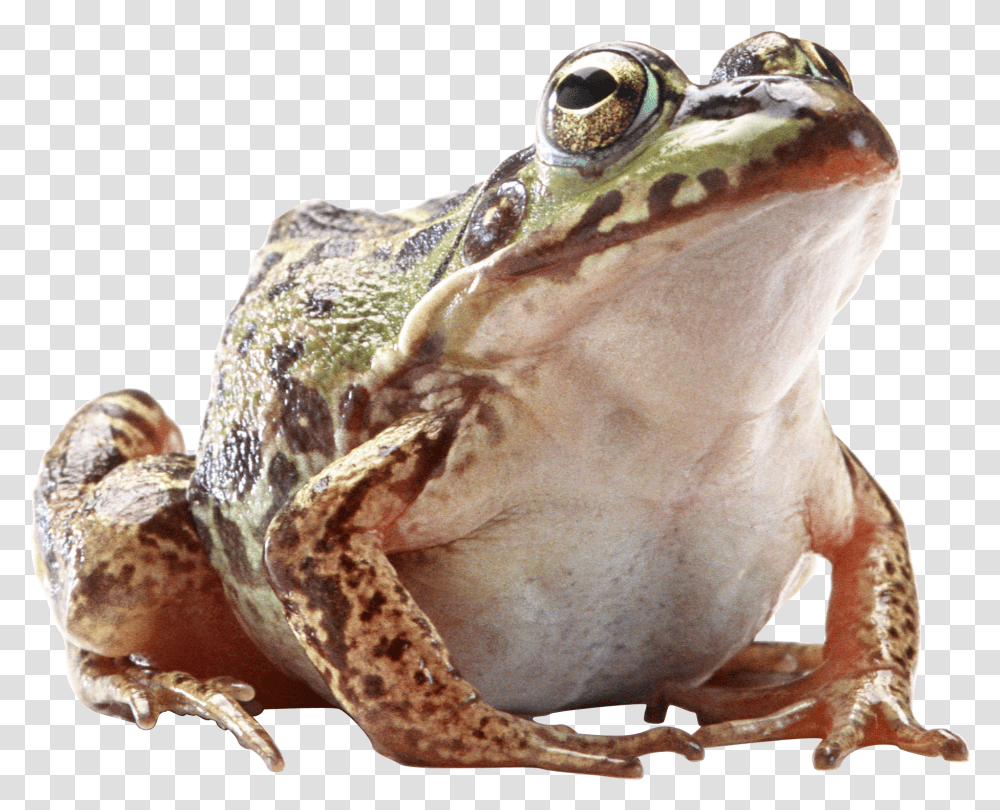 Frog Clipart Background Transparent Png