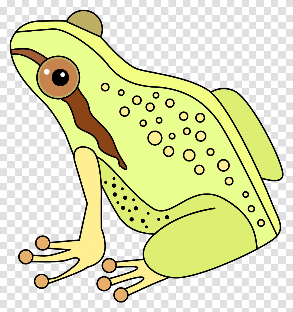 Frog Clipart Rana Clipart, Amphibian, Wildlife, Animal, Tree Frog Transparent Png