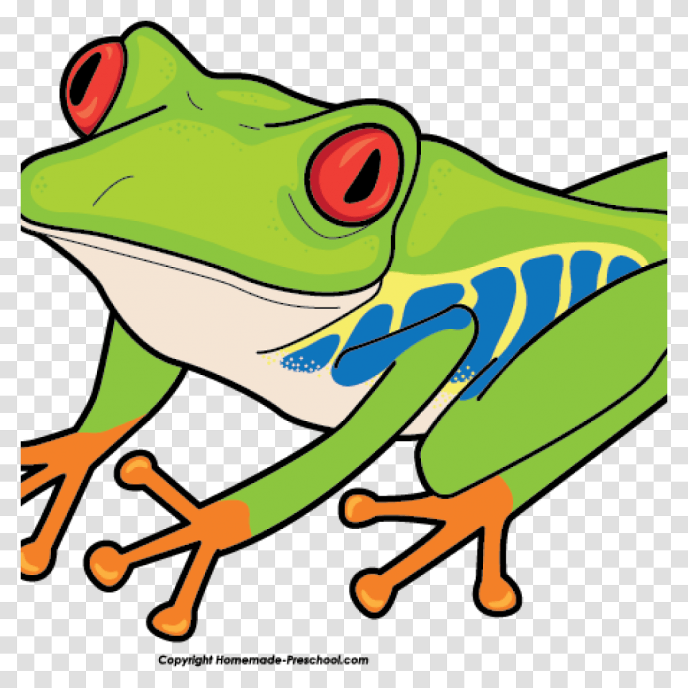 Frog Clipart School, Amphibian, Wildlife, Animal, Tree Frog Transparent Png