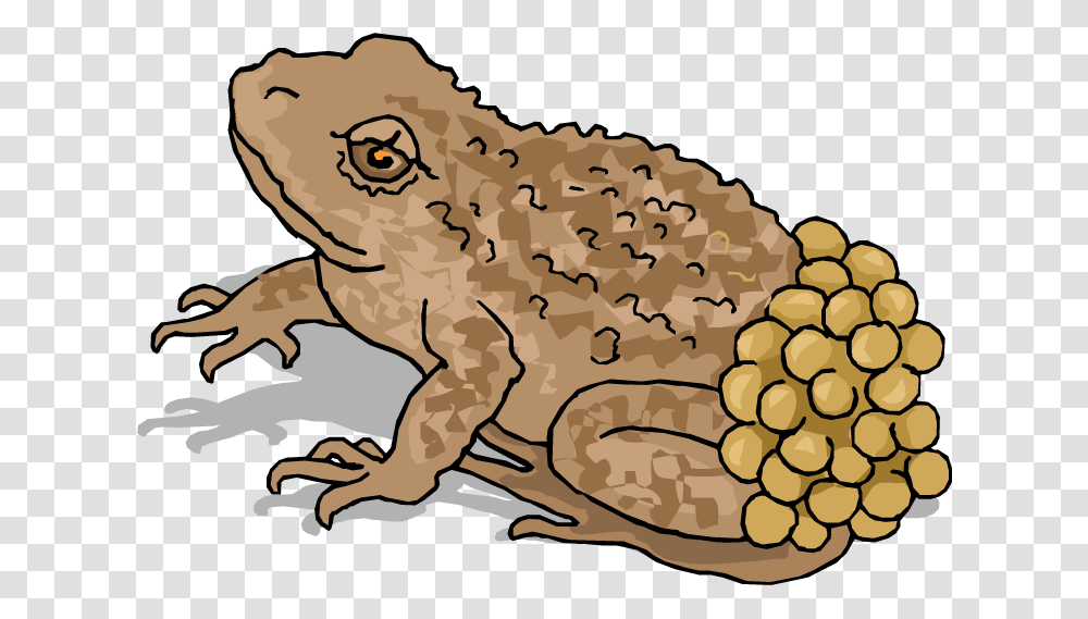 Frog Clipart Spring Animals That Lays Eggs, Toad, Amphibian, Wildlife, Rug Transparent Png