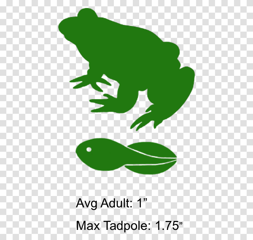 Frog Clipart, Wildlife, Animal, Amphibian, Fish Transparent Png