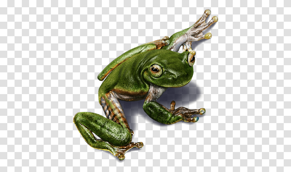 Frog Digital Painting, Lizard, Reptile, Animal, Amphibian Transparent Png