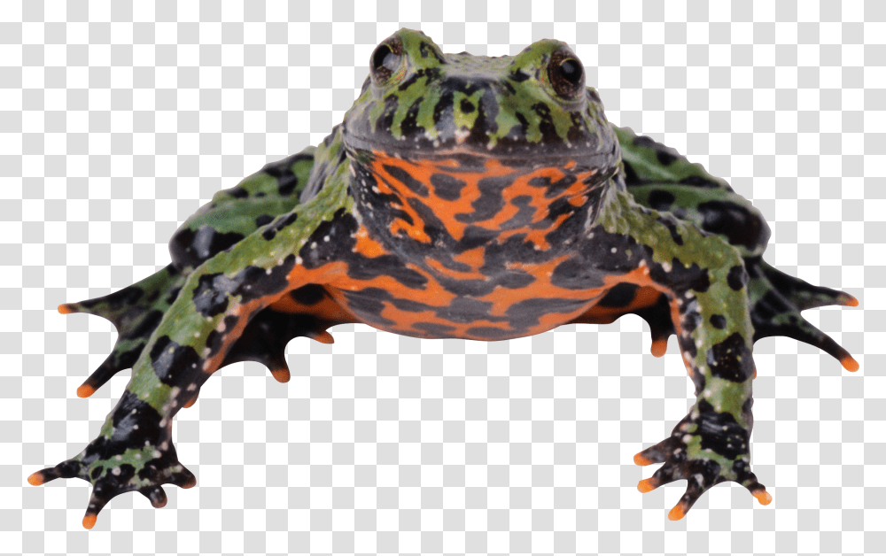 Frog Fire Bellied Toad, Amphibian, Wildlife, Animal Transparent Png