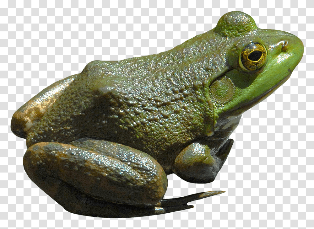 Frog Frog, Amphibian, Wildlife, Animal, Lizard Transparent Png