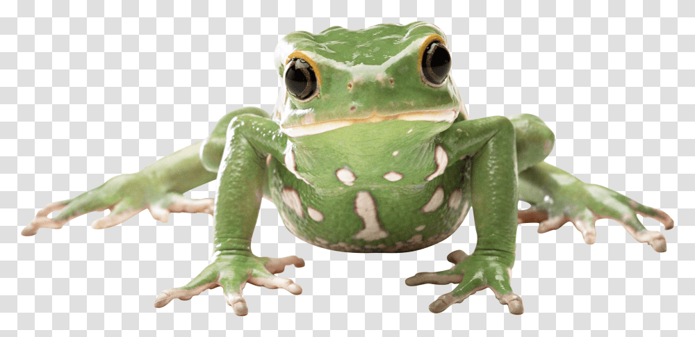 Frog Front Background Frog, Amphibian, Wildlife, Animal, Tree Frog Transparent Png