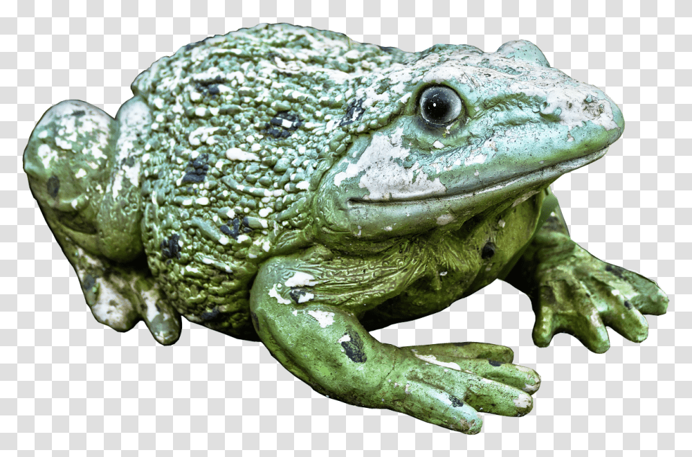 Frog Green Figure Ceramic Animal Figure Decoration Eastern Spadefoot, Lizard, Reptile, Snake, Amphibian Transparent Png
