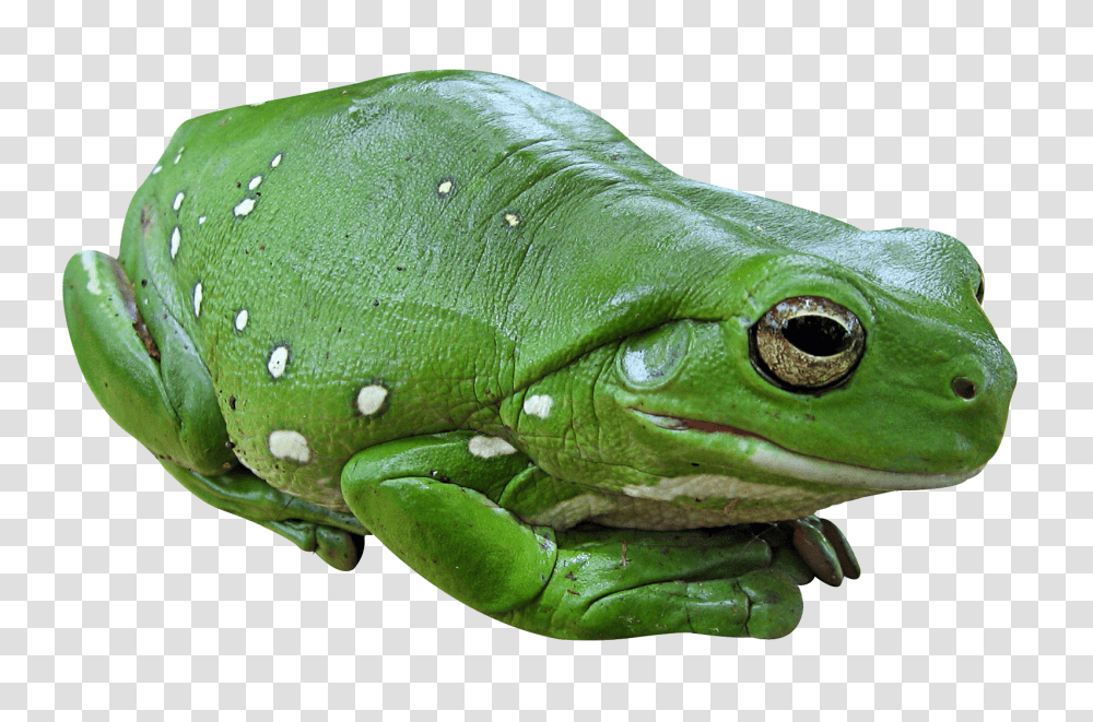 Frog Green Frog, Amphibian, Wildlife, Animal, Lizard Transparent Png