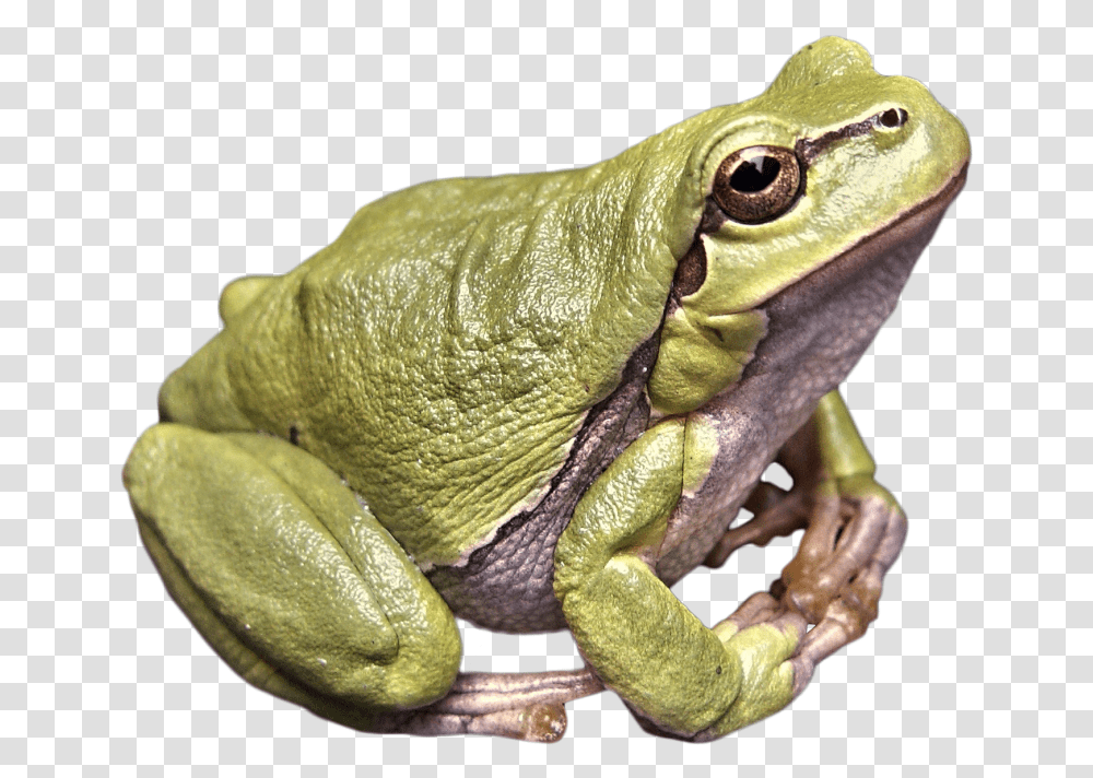 Frog Green Image Frosch, Lizard, Reptile, Animal, Snake Transparent Png