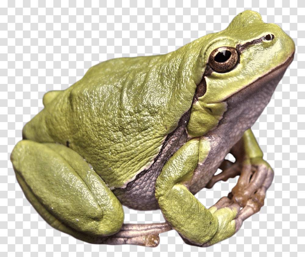Frog Green Image, Lizard, Reptile, Animal, Amphibian Transparent Png