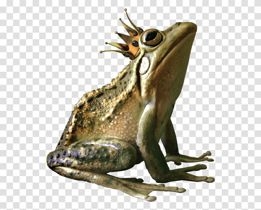 Frog High Quality Image Arts Frog With Crown Clipart, Amphibian, Wildlife, Animal, Lizard Transparent Png