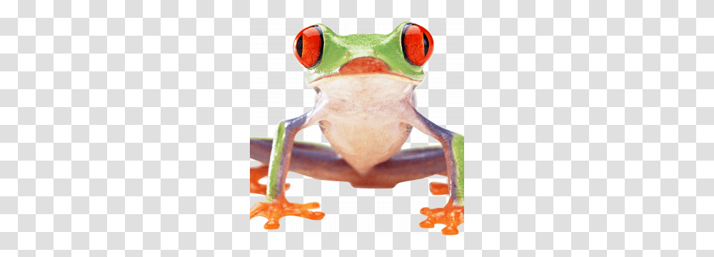 Frog Icon Web Icons, Amphibian, Wildlife, Animal, Tree Frog Transparent Png