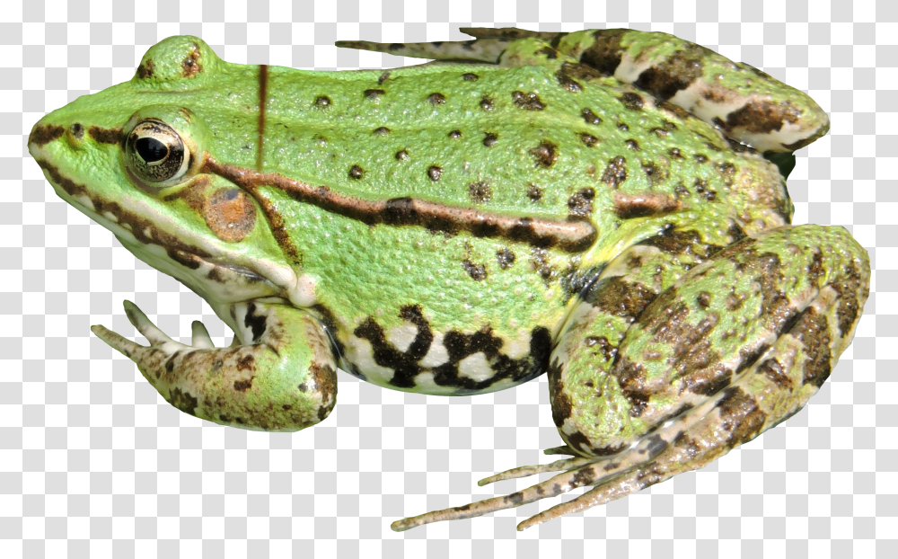 Frog Image Doppio Frog Phone Meme Transparent Png