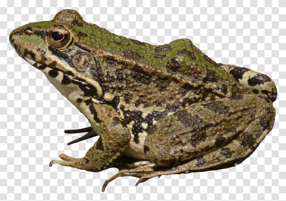 Frog Image Free Frog, Lizard, Reptile, Animal, Amphibian Transparent Png