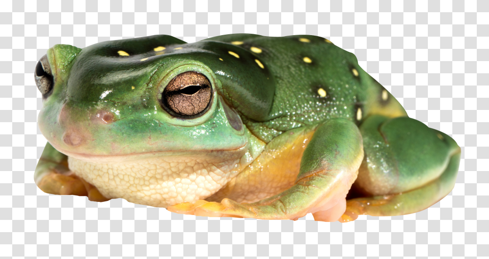 Frog Image Frog, Amphibian, Wildlife, Animal, Lizard Transparent Png