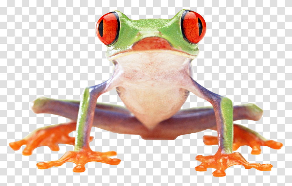 Frog Image Red Eyed Tree Frog Front, Amphibian, Wildlife, Animal, Lobster Transparent Png