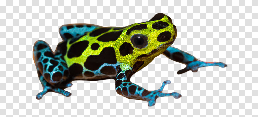 Frog Images Free Download, Amphibian, Wildlife, Animal, Lizard Transparent Png