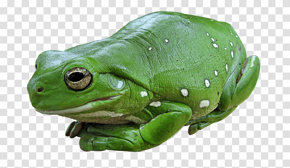 Frog Images Outline Australian Tree Frog, Lizard, Reptile, Animal, Amphibian Transparent Png