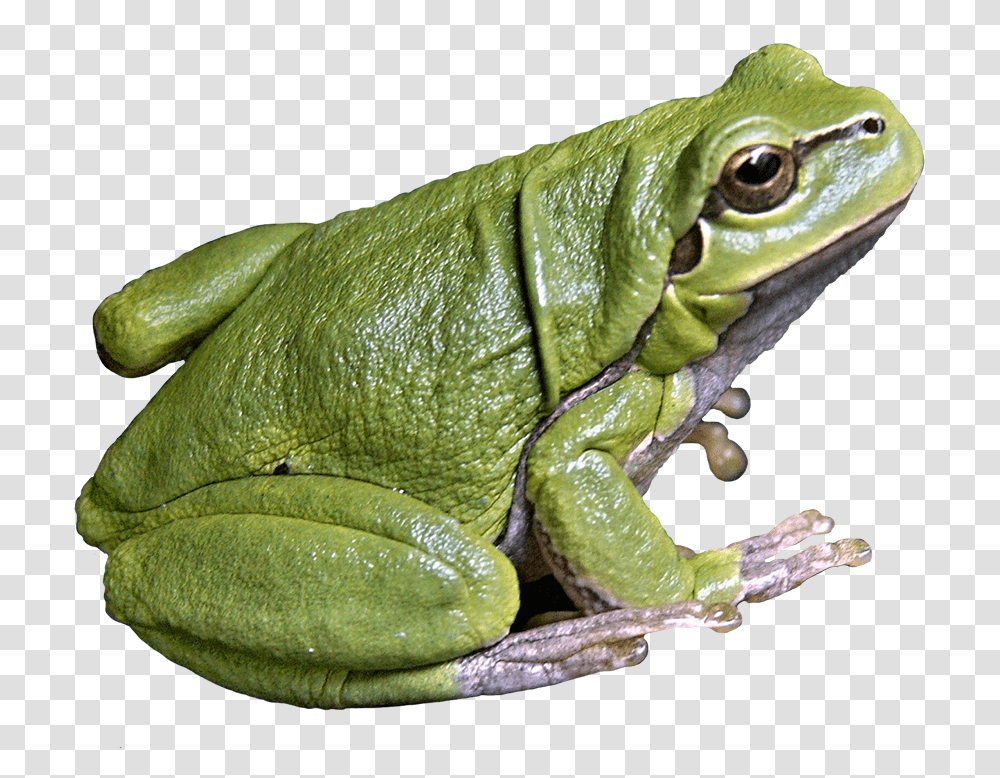 Frog Images Outline Frog, Lizard, Reptile, Animal, Amphibian Transparent Png