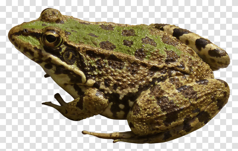 Frog, Lizard, Reptile, Animal, Amphibian Transparent Png