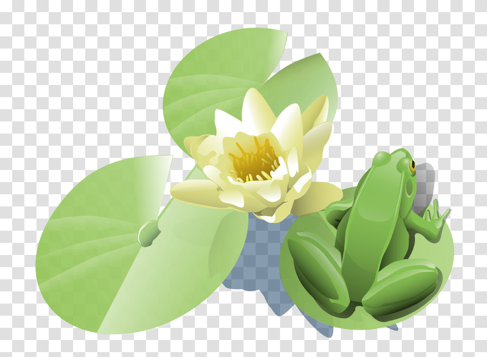 Frog On A Lily Pad Clip Arts For Web, Plant, Flower, Blossom, Pond Lily Transparent Png