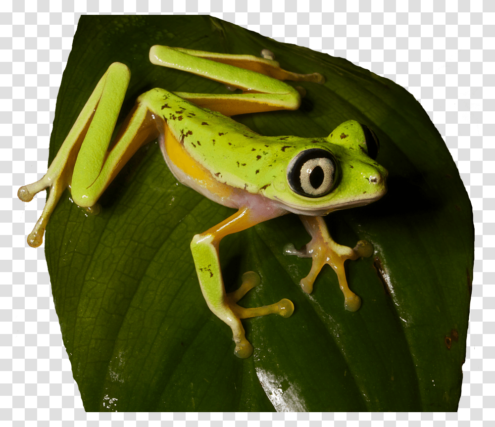 Frog On Lily Pad Clipart Frog On A Lily Pad Transparent Png