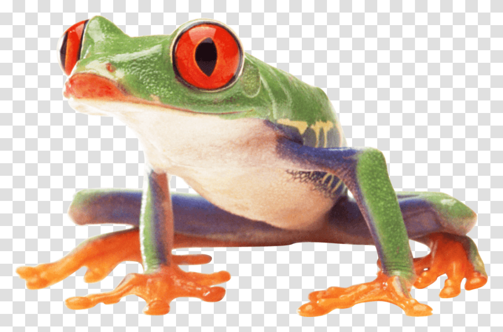 Frog People Frog, Amphibian, Wildlife, Animal, Gecko Transparent Png