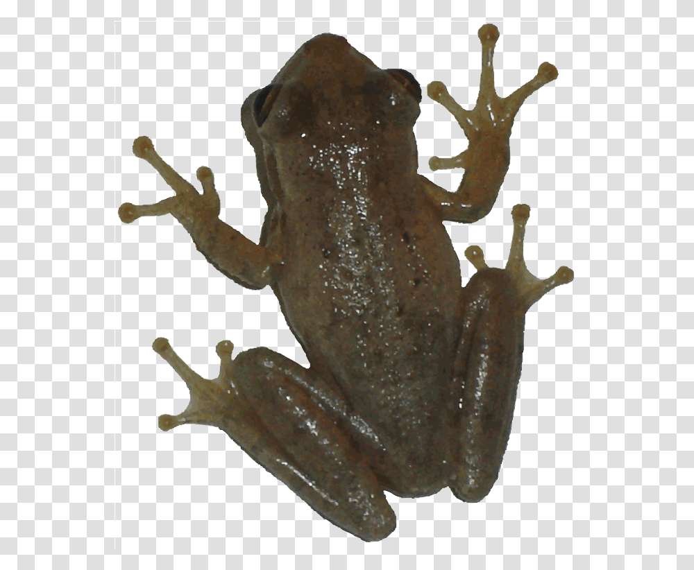 Frog Picture Background, Amphibian, Wildlife, Animal, Tree Frog Transparent Png