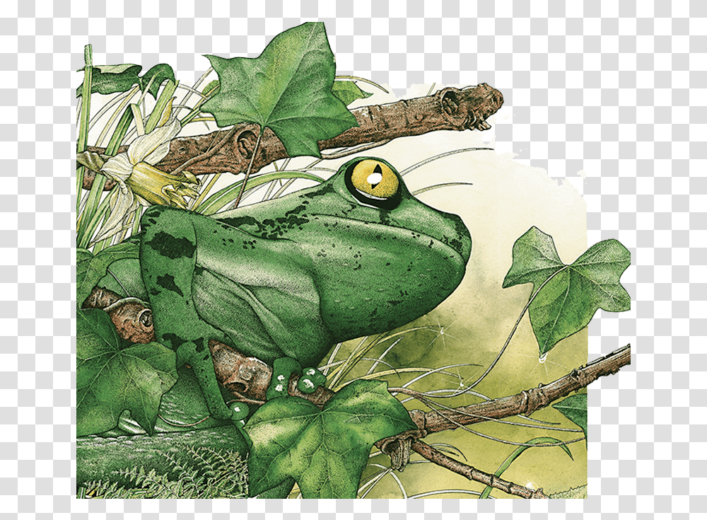 Frog Rainforest Amazon, Amphibian, Wildlife, Animal, Turtle Transparent Png