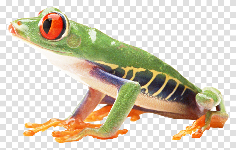 Frog Red Eyed Tree Frog, Amphibian, Wildlife, Animal, Lizard Transparent Png
