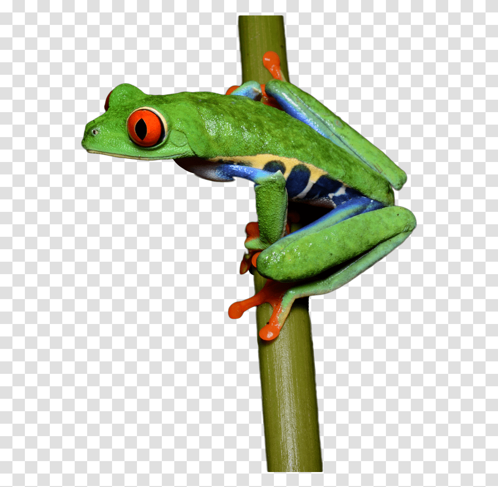 Frog Red Eyed Tree Frog Dancing, Amphibian, Wildlife, Animal, Lizard Transparent Png