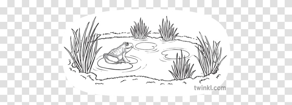 Frog Singing In Water Side View No Background Black And Frog In The Water Drawing, Art, Sketch, Animal, Wildlife Transparent Png