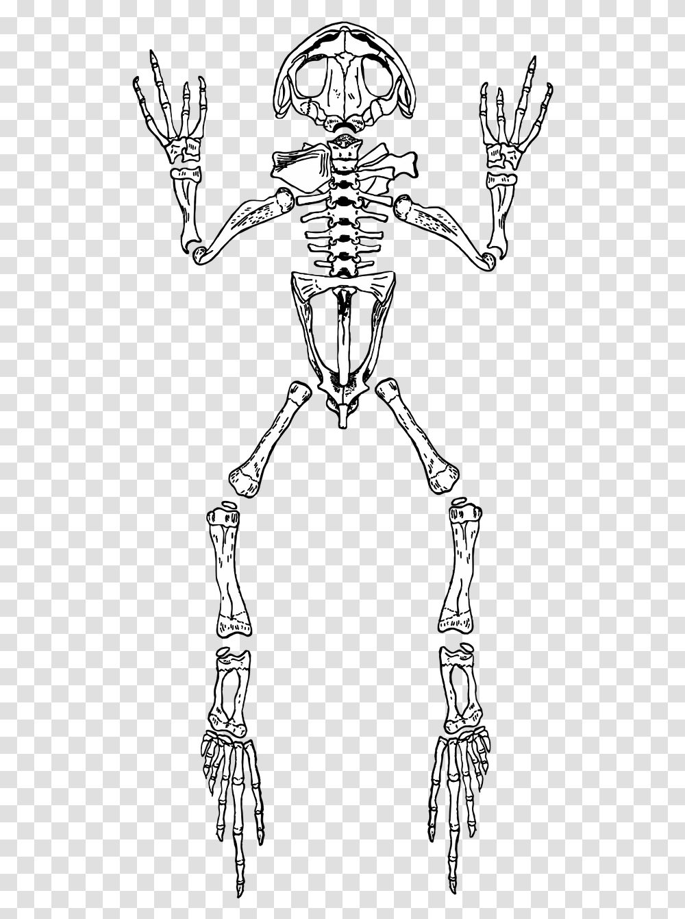 Frog Skeleton Anatomy Free Photo, Person, People, Costume, Hand Transparent Png