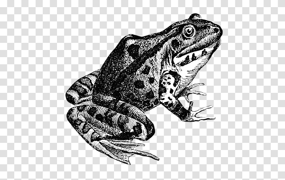 Frog Sketch Frog Sketch, Amphibian, Wildlife, Animal, Person Transparent Png