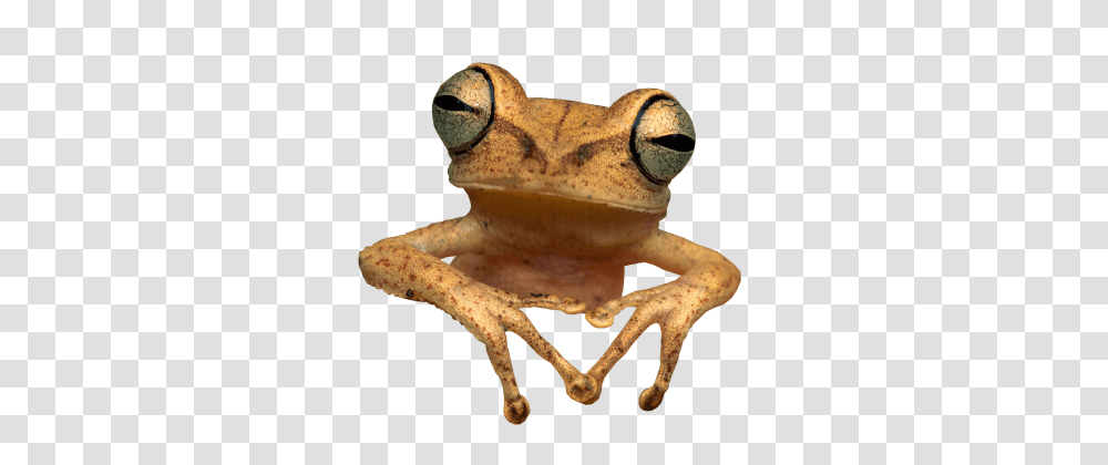 Frog Toad, Amphibian, Wildlife, Animal, Tree Frog Transparent Png