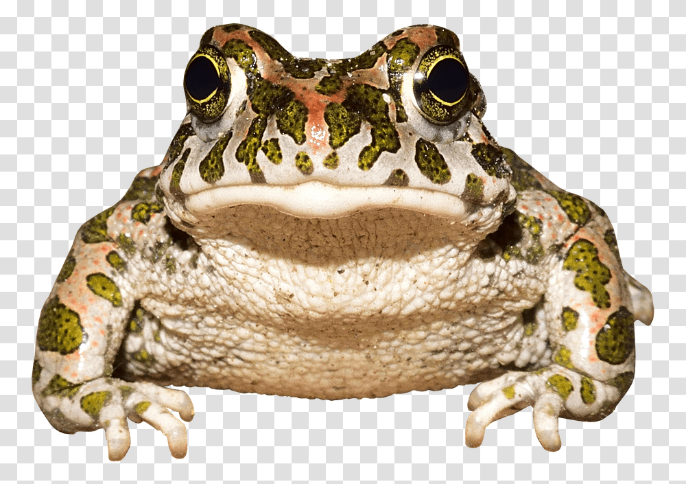 Frog Toad Amphibians Animal World Urmonster Frog, Wildlife, Birthday Cake, Dessert, Food Transparent Png