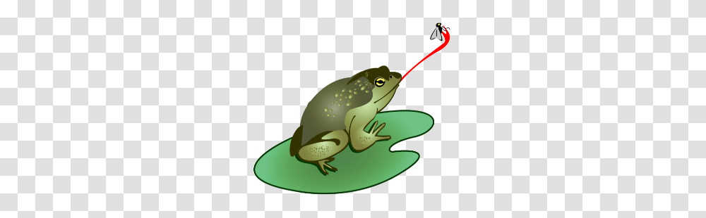 Frog Tongue Images, Animal, Amphibian, Wildlife, Toy Transparent Png