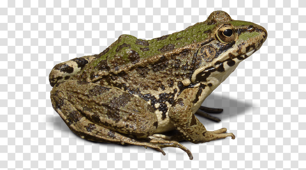 Frog With No Background, Lizard, Reptile, Animal, Amphibian Transparent Png