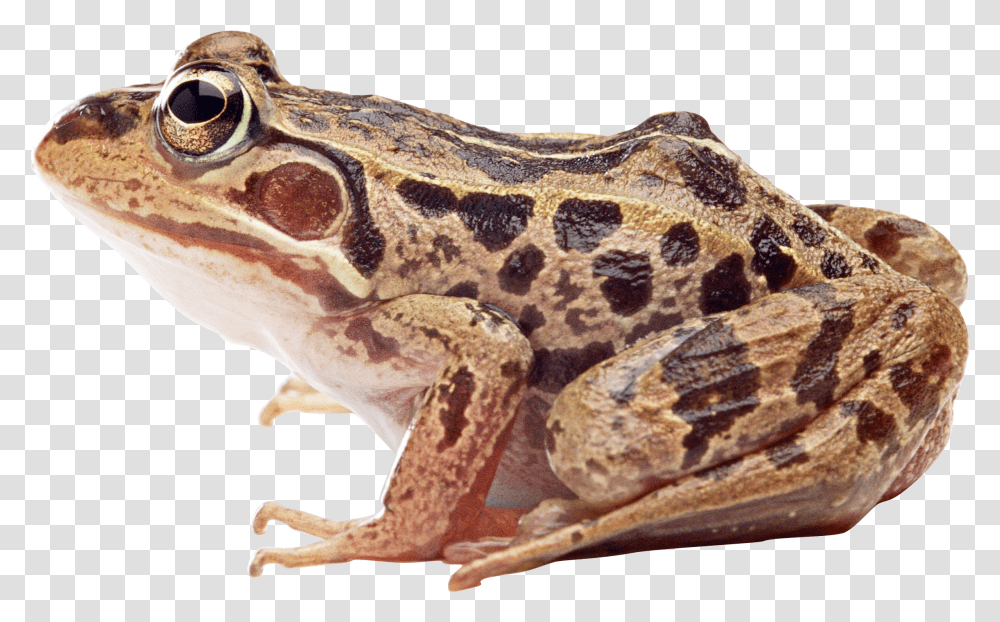 Frog Wood Frog Background Transparent Png