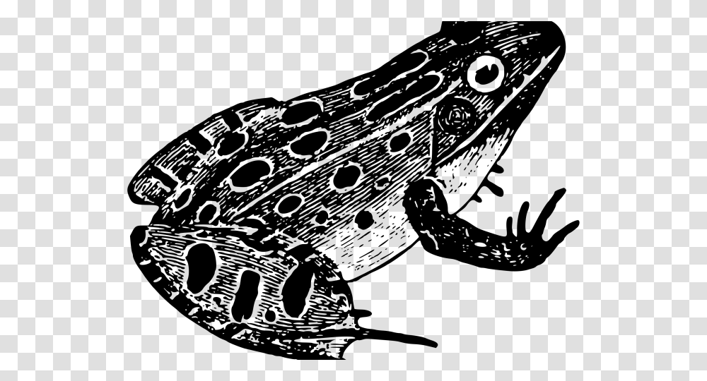 Froglet Clipart Frog In Black And White, Gray, World Of Warcraft Transparent Png