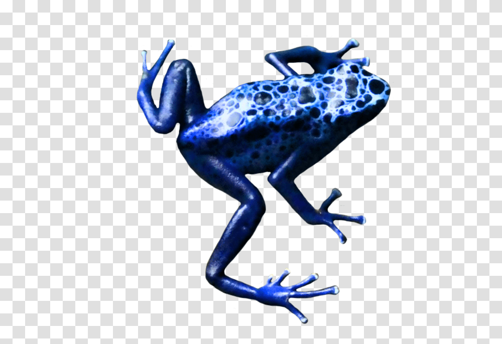 Frogpoison Dart Frogamphibiantree Frogbluecobalt Poison Dart Frog Clip Art No Background, Wildlife, Animal Transparent Png