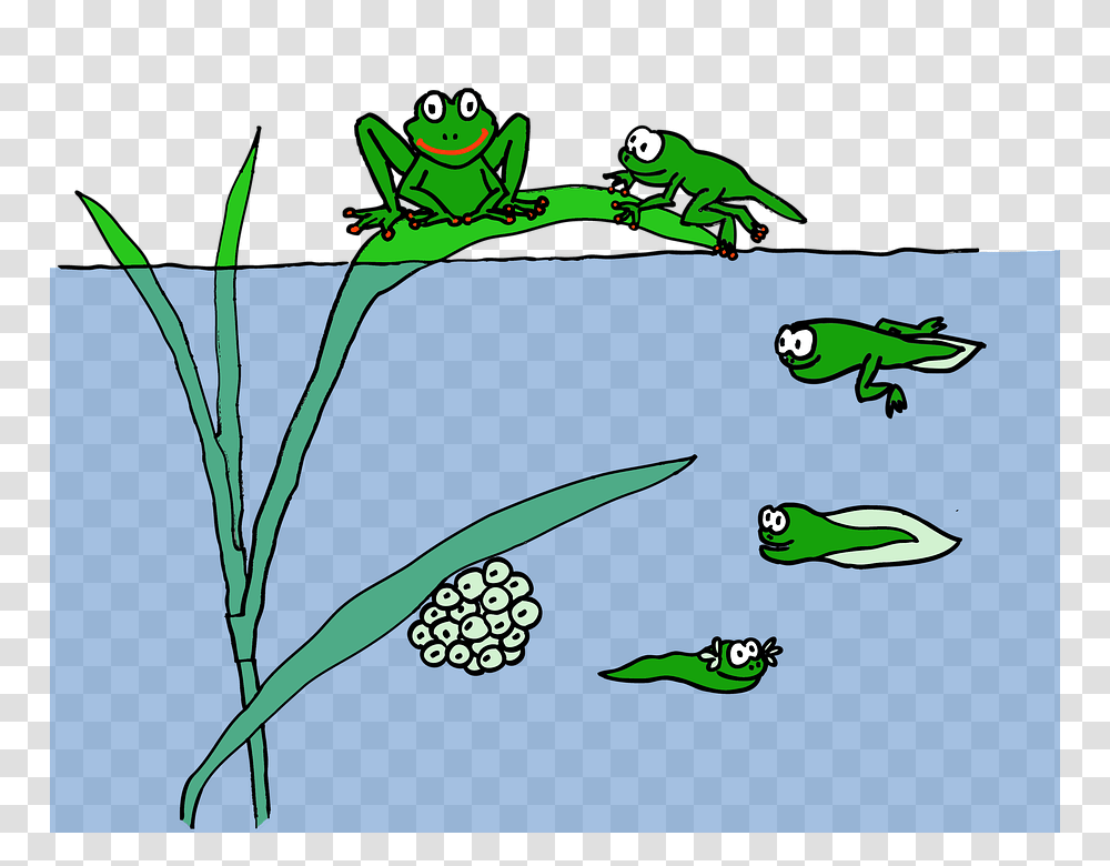 Frogs And Pollywogs In Nys Parks New York State Parks Blog, Amphibian, Wildlife, Animal, Bird Transparent Png