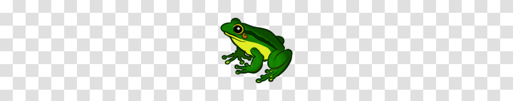 Frogs Clipart Clip Art Frog, Amphibian, Wildlife, Animal, Tree Frog Transparent Png