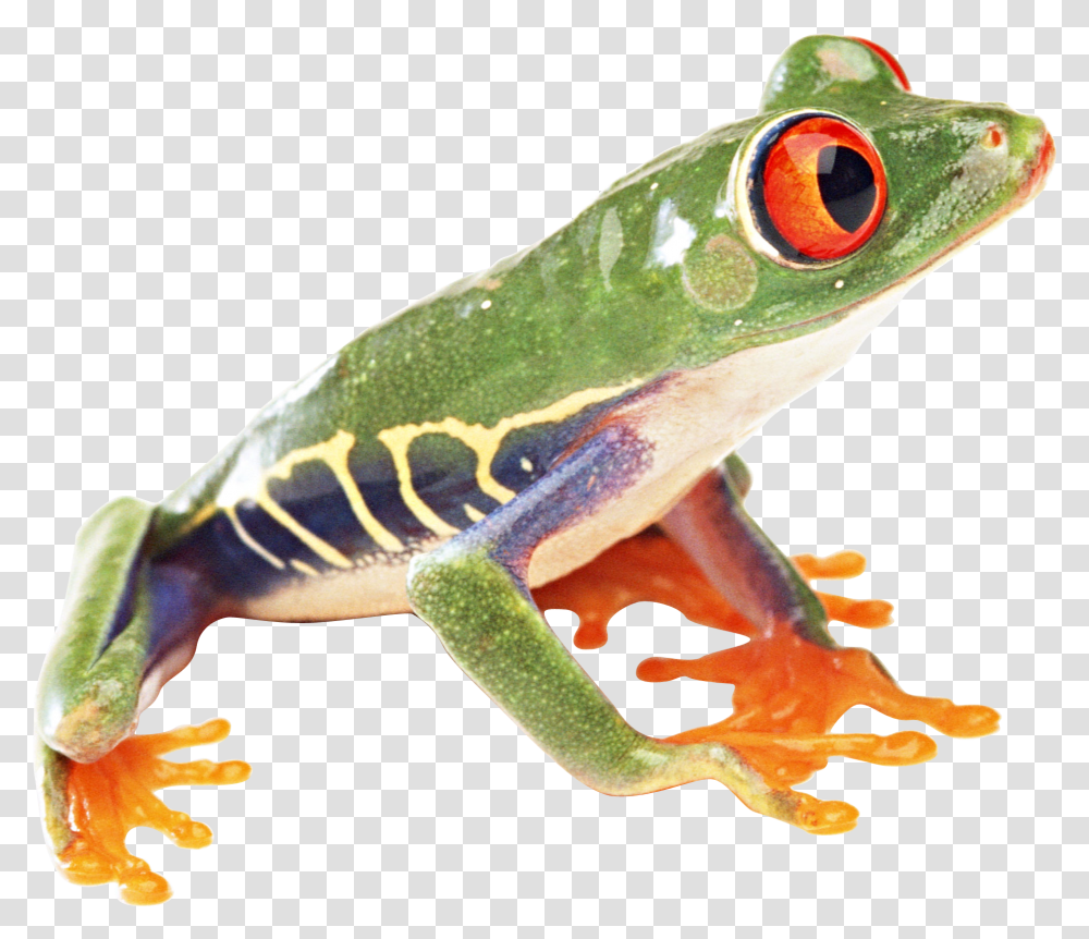 Frogs Free Tree Frog Background, Wildlife, Animal, Amphibian, Lizard Transparent Png