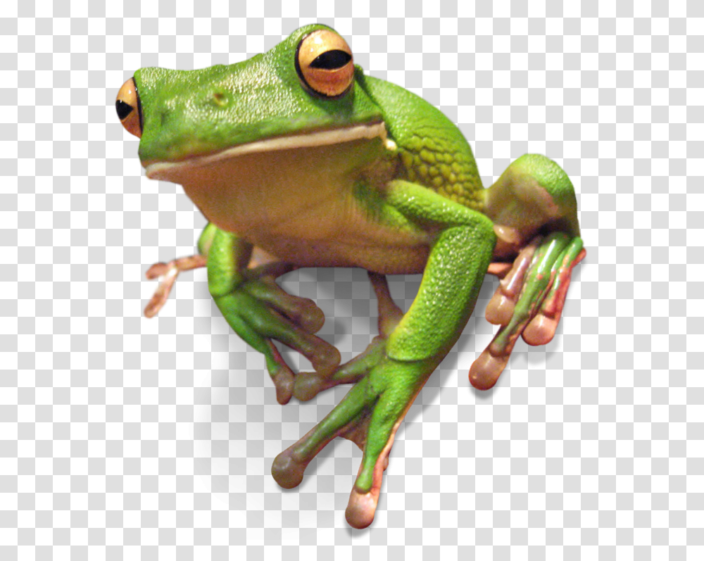 Frogs Green Tree Frogs Darwin, Lizard, Reptile, Animal, Amphibian Transparent Png