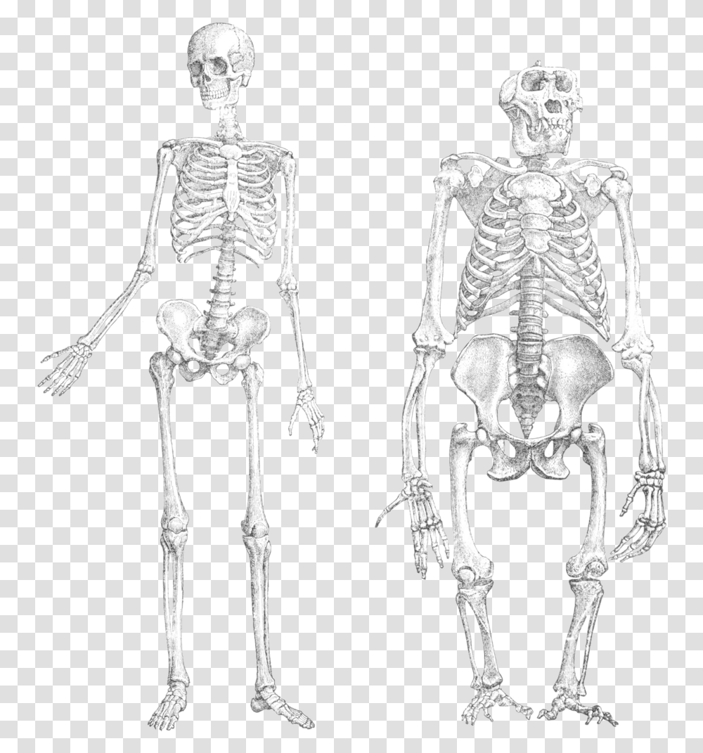 From Wikipedia The Free Encyclopedia Monkey And Human Skeleton Transparent Png