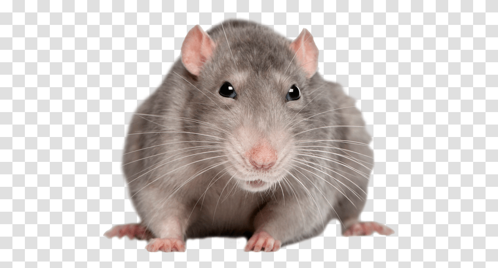 Front Of Rat, Rodent, Mammal, Animal, Pet Transparent Png